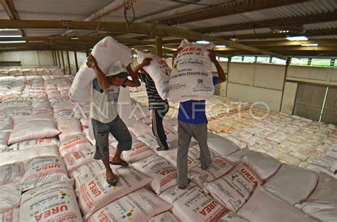 STOK PUPUK SUBSIDI MUSIM TANAM RENDANG ANTARA Foto