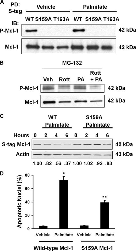 Mcl 1 Ser 159 Is Phosphorylated In A PKC Dependent Manner And S159A