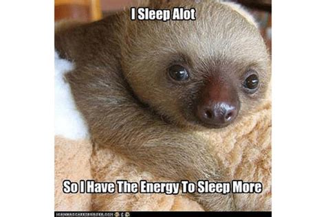 13+ Cute Sloth Memes for Your Absolute Enjoyment – Happy Sloth Co.