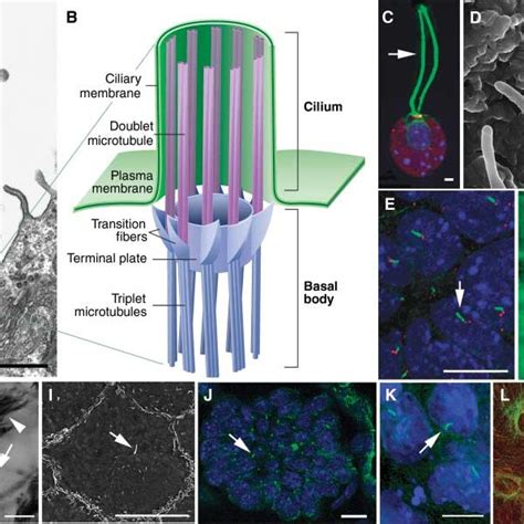 PDF The Primary Cilium As The Cell S Antenna Signaling At A Sensory