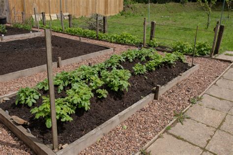 Growing Potatoes In Raised Beds: Everything You Need To Know