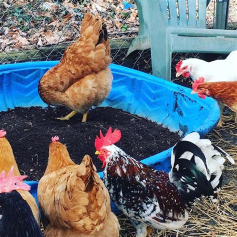 Make a Chicken Dust Bath for the Run - Timber Creek Farm