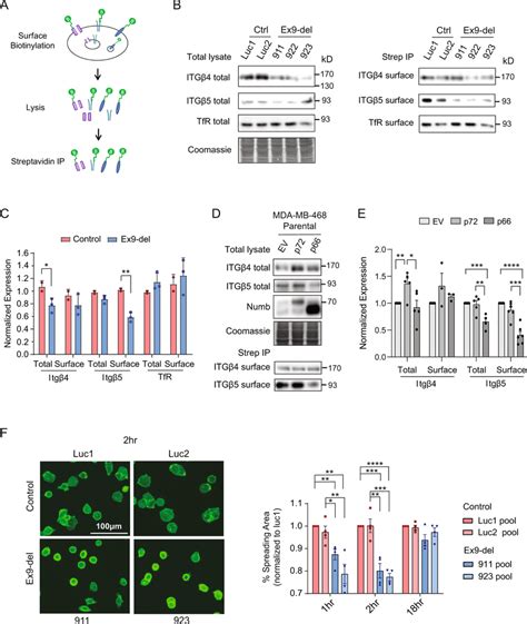 Numb Isoforms Regulate Surface Expression Of Integrin A Schematic