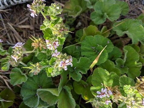 Pelargonium Australe Native Storksbill