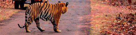 Info About Tadoba National Park And Tiger Reserve Maharashtra India