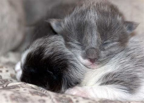 Domestic Animals Reflections Photo Blog