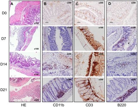 A Hematoxylin Eosin He Staining Of The Colon During The Different Download Scientific