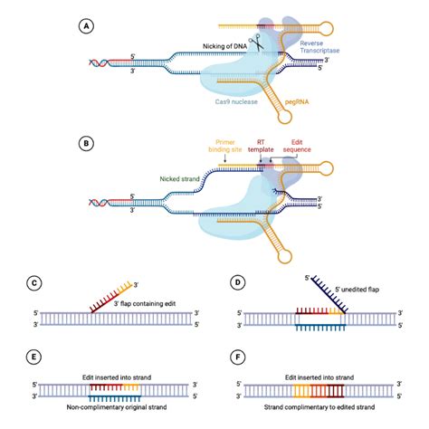 Mechanism Of Prime Editing Biorender Science Templates