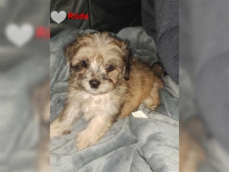 Pudel Zwergpudel Shih Tzu Havaneser Mix Welpen Suchen Ein Neues