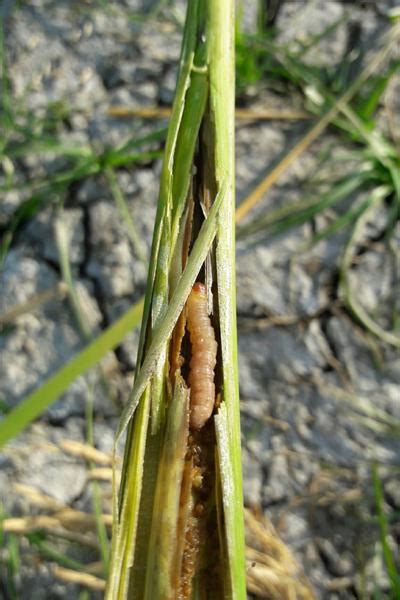 Yellow Stem Borer Pests And Diseases