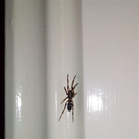 What Spider Might This Fella Be Australia Melbourne Vic R Spiders