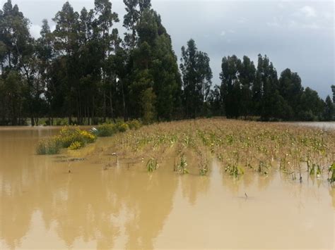 Concepción Más De 20 Hectáreas De Cultivo Inundados Por Desborde De