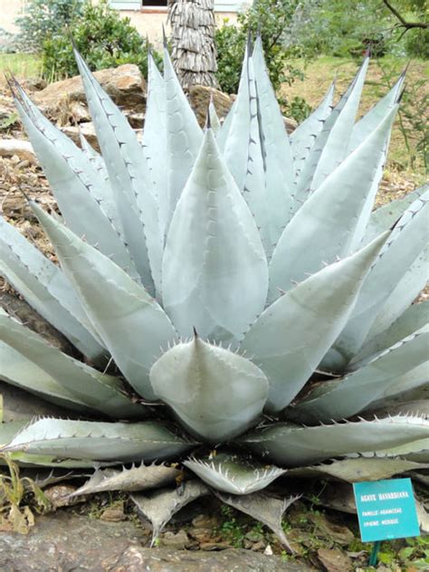 Xl Silver Havard Agave Agave Havardiana Urban Xeriscape