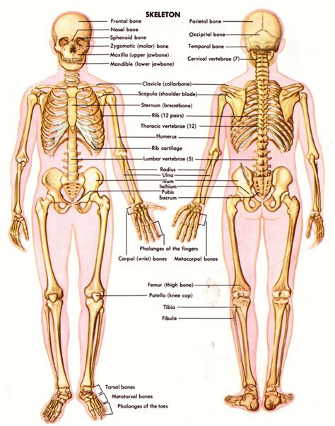 skeletal system - BODY SYSTEM