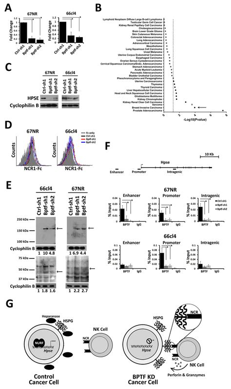 BPTF Regulates Hpse Expression A QRT PCR Analysis Of Hpse Expression