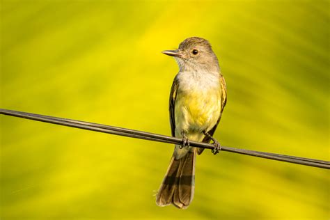 Perched in Panama | Great Bird Pics