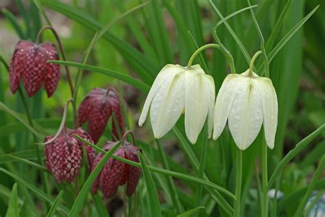 Fritillaria Meleagris Alba