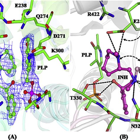 A 2Fo Fc Electron Density Map Of E243A Mutant Contoured At 1 4 S