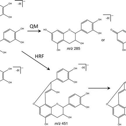 Fragmentation Pathway Of B Type Procyanidin Dimer Showing The Products