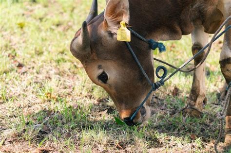 Una Vaca Con Una Etiqueta En La Oreja Olfatea La Hierba Foto Premium