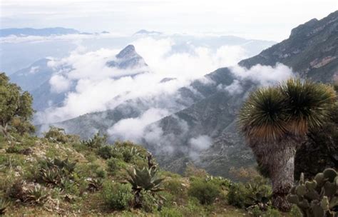 Biósfera de la Sierra Gorda en Querétaro Qué hacer Grupo Milenio