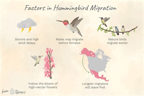 Fall Hummingbird Migration Map