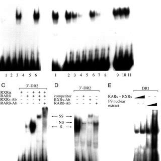 Analysis Of Mouse ST3 Gene Promoter Activity Various Lengths Of The