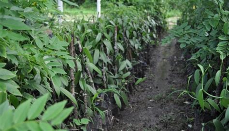 Vanilla Cultivation Information Guide Agri Farming