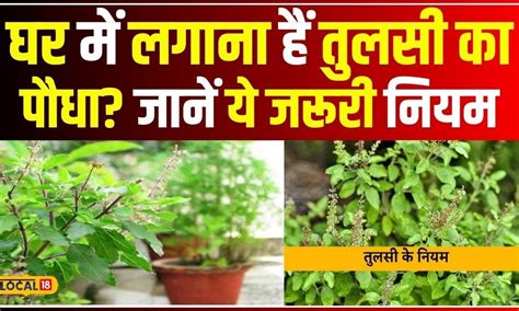 Tulsi Upay घर में लगाना चाहते है तुलसी का पौधा तो एक्सपर्ट से जान