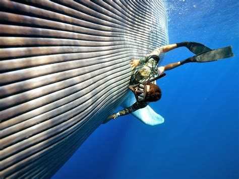 Blue Whale Largest Whale Largest Mammal Largest Animal To Ever Live