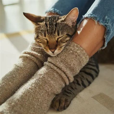 Why Do Cats Sleep At Your Feet 7 Reasons You Need To Check Dreamy