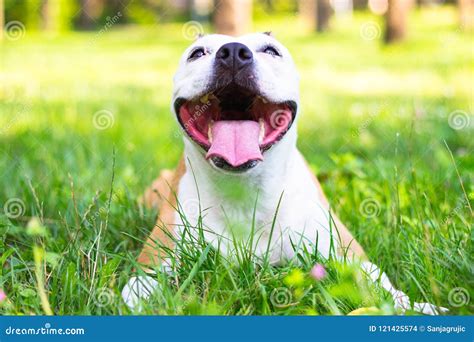 Dog having a big smile stock photo. Image of field, back - 121425574