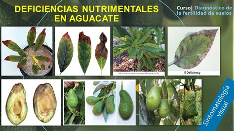 Deficiencias Nutrimentales En Aguacate YouTube