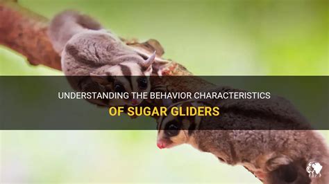 Understanding The Behavior Characteristics Of Sugar Gliders Petshun