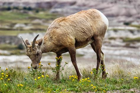 Cannundrums Rocky Mountain Bighorn Sheep South Dakota