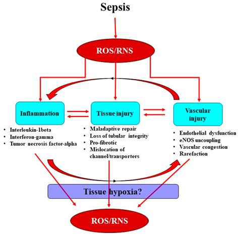 Sepsis Cascade Diagram