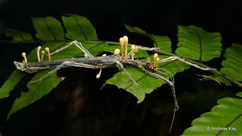 Ophiocordyceps Unilateralis – Infinitely Finite