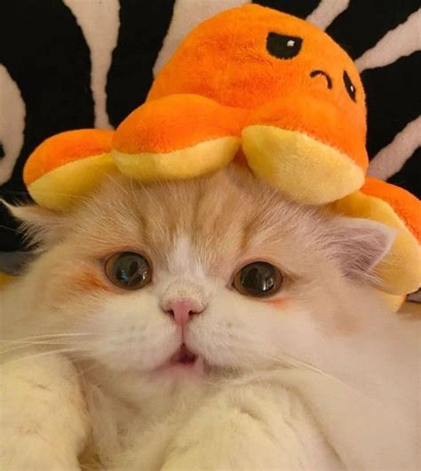 Gorgeous Cats Pretty Cats Kittens Cutest Cats And Kittens Cat