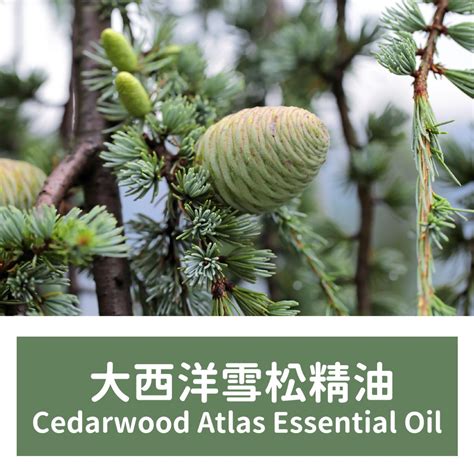 【馥靖精油】大西洋雪松精油 Cedarwood Atlas Essential Oil 蝦皮購物