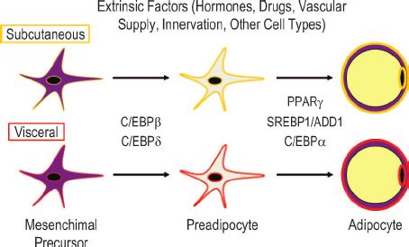 Differentiation Of Adipose Tissues Differentiation Of Subcutaneous And