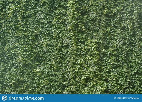 Old House Wall Covered With Creeping Plants Stock Photography ...