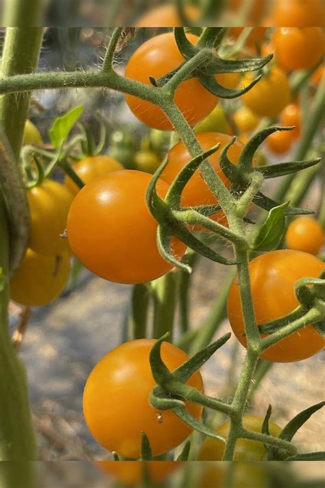 großes Tomaten Set 12 BIO Tomatensorten samenfest