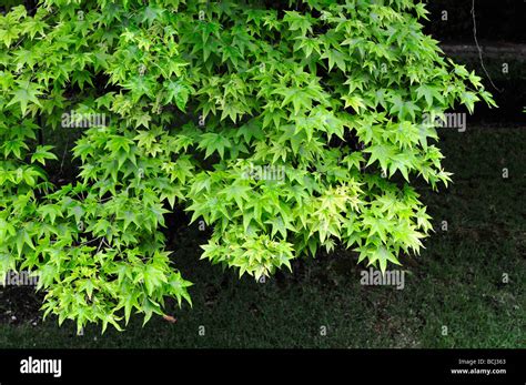 Liquidambar leaves. Liquidambar styraciflua Stock Photo - Alamy