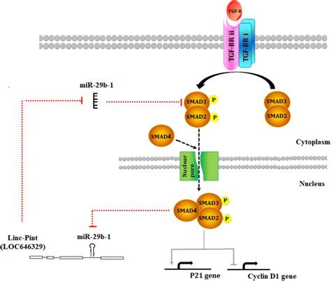 Schematic Representation Of A Deduced Regulatory Network In Which