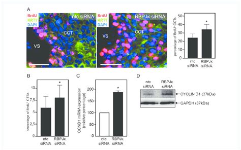 Effects Of Rbpjk Knock Down On Proliferation Of Isolated Ctbs And Of