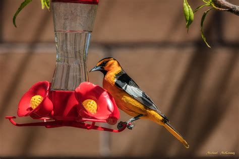 A Guide to Understanding and Attracting Colorful Bullock's Orioles ...