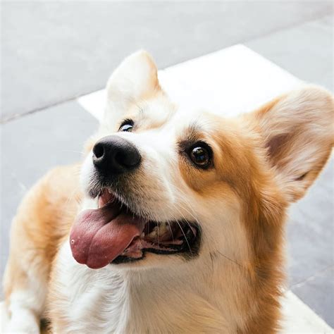 Video Of Corgi Puppy Trying His First Starbucks Pup Cup Is Going