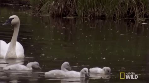 Swan-swimming GIFs - Get the best GIF on GIPHY