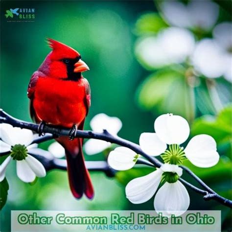 Red Birds In Ohio Types Id Guide And Photos