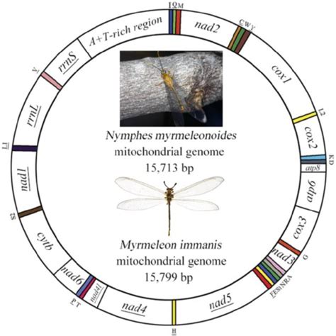 Secondary Structures Of 22 TRNA Genes Of Nymphes Myrmeleonoides